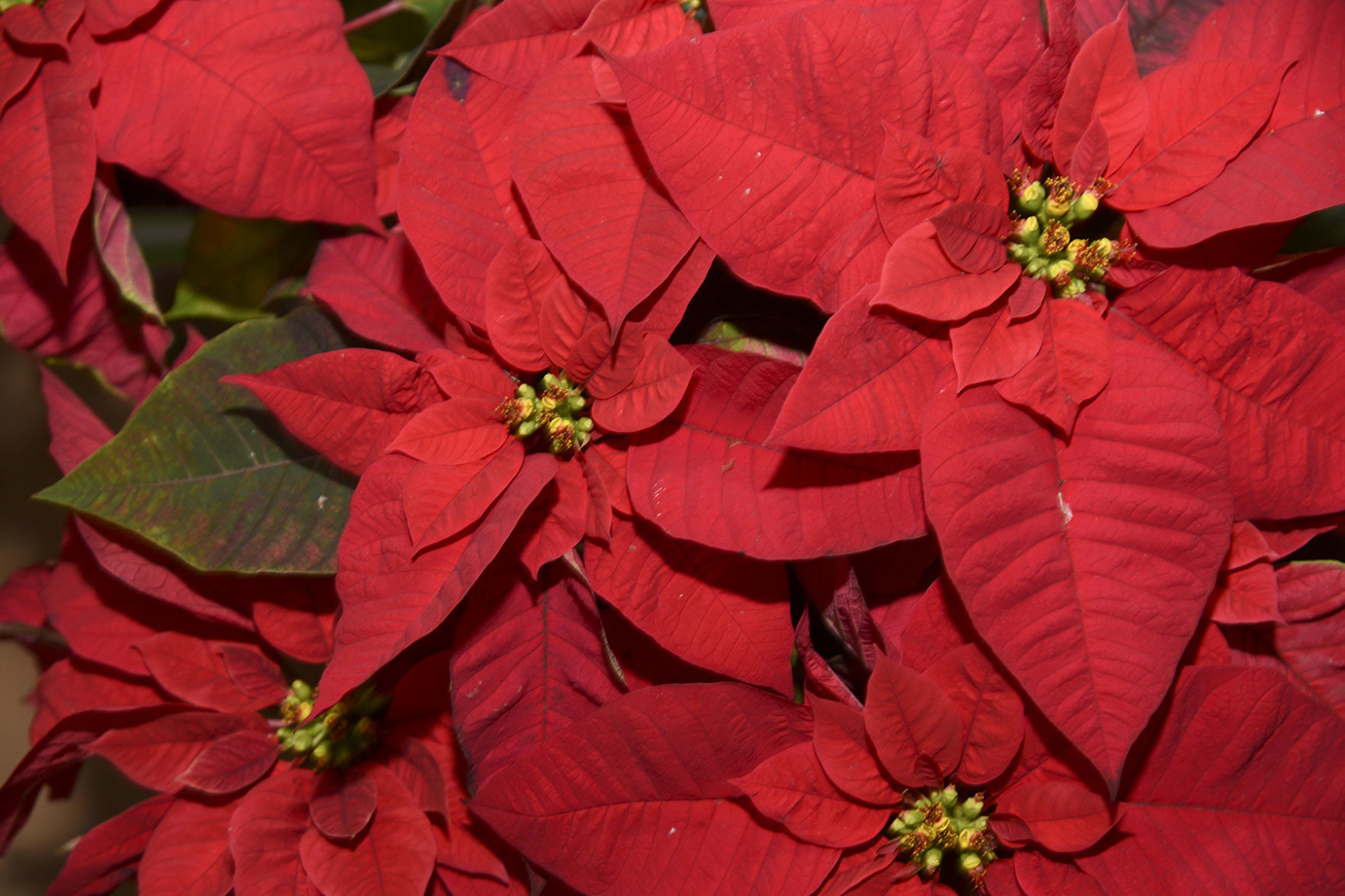 Poinsettia2.jpg